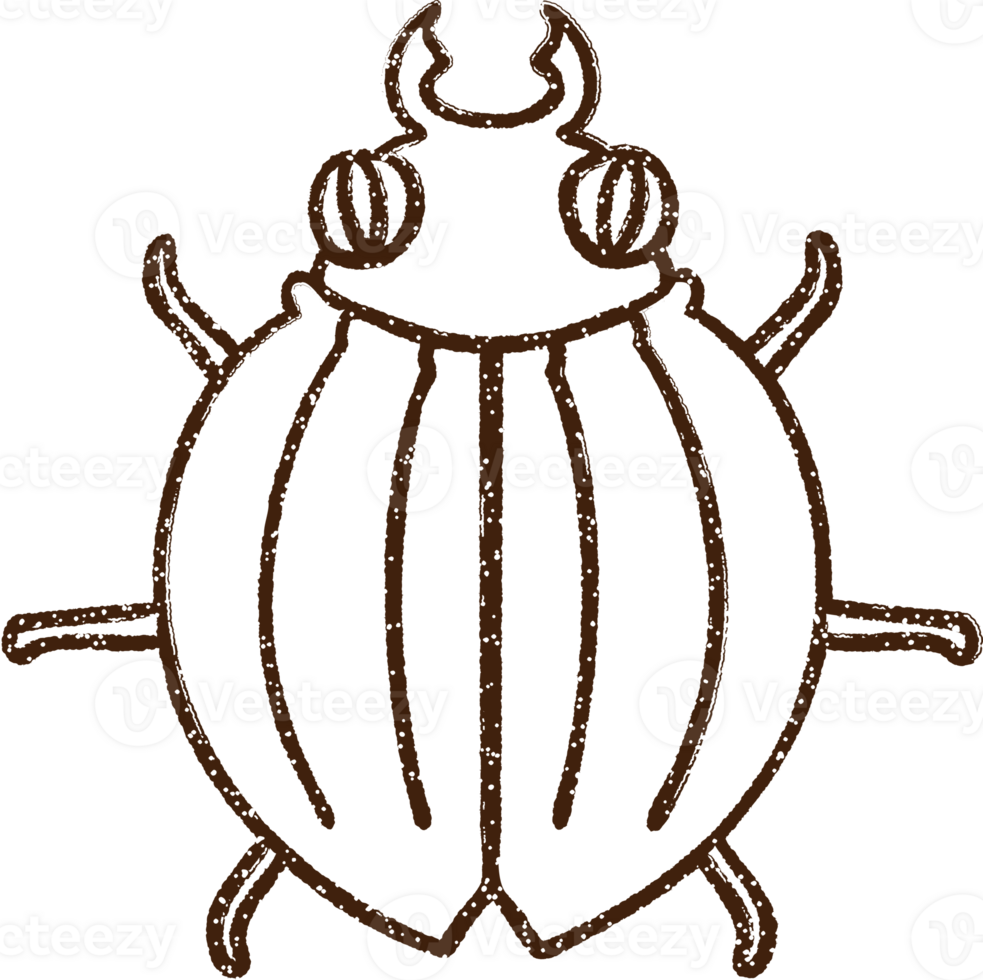Bug Charcoal Drawing png