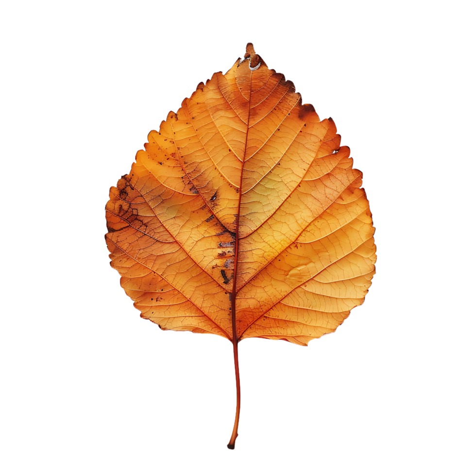 dry autumn leaf on transparent background png
