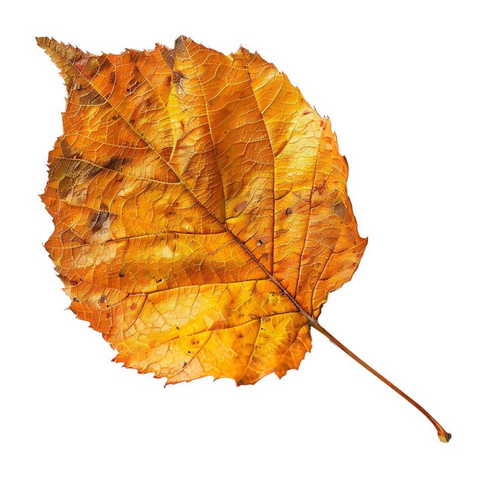 dry autumn leaf on transparent background png