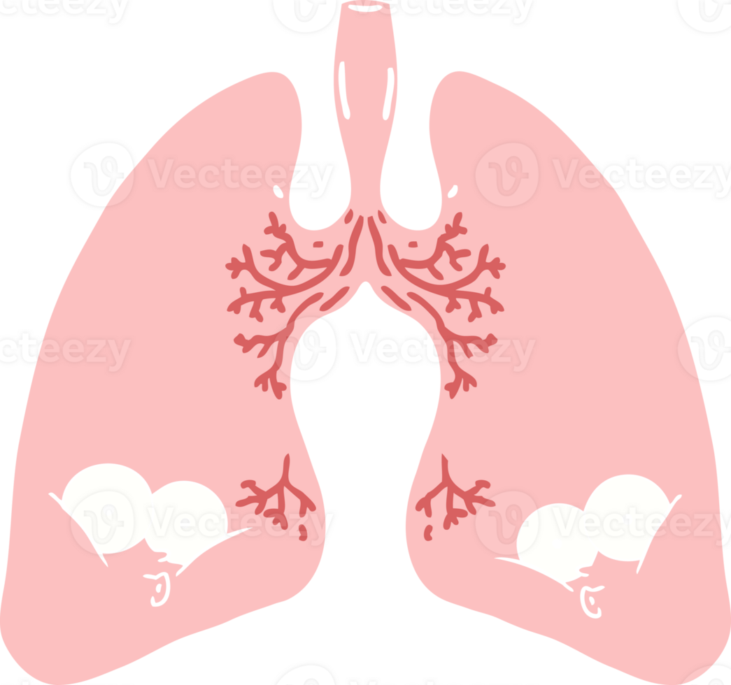 flat color style cartoon lungs png