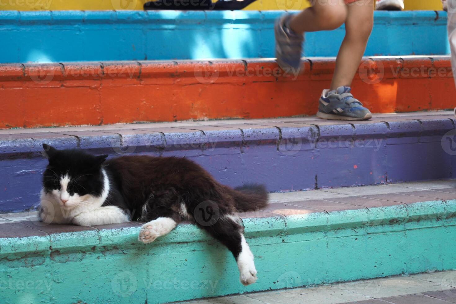 gray color cat resting on popular street in balat photo
