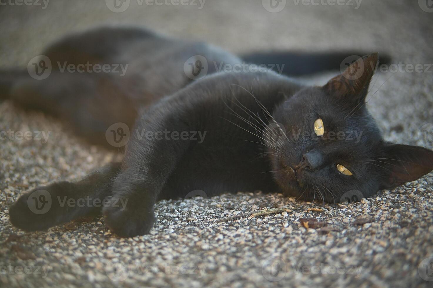 el hocico de un gato negro foto
