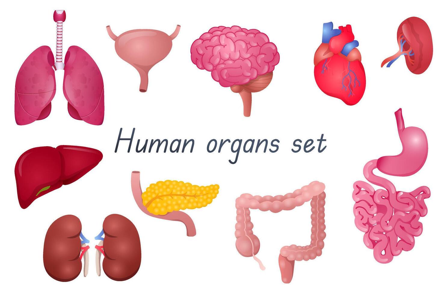 conjunto de órganos humanos vector