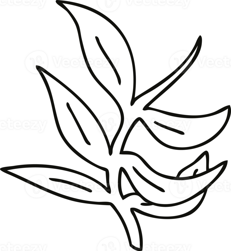 line drawing quirky cartoon vines png
