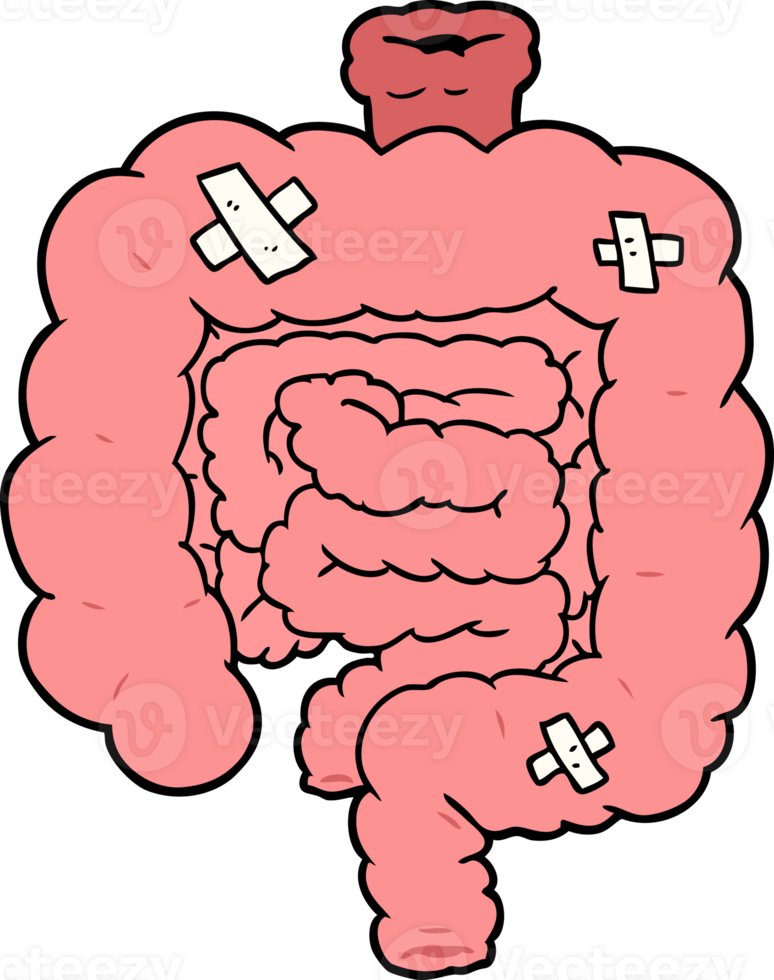 cartoon repaired intestines png
