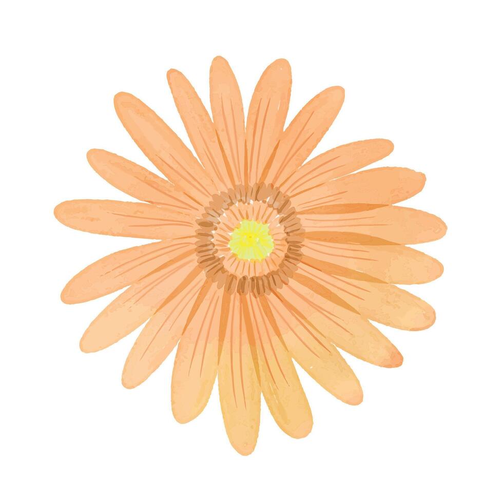Watercolor flowers illustration on white background vector