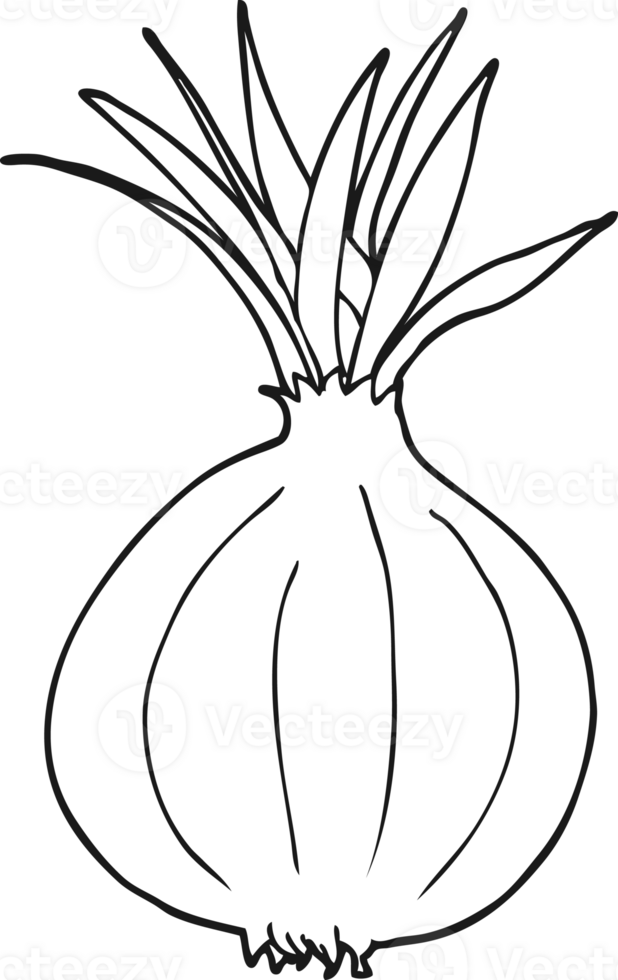 hand drawn black and white cartoon onion png