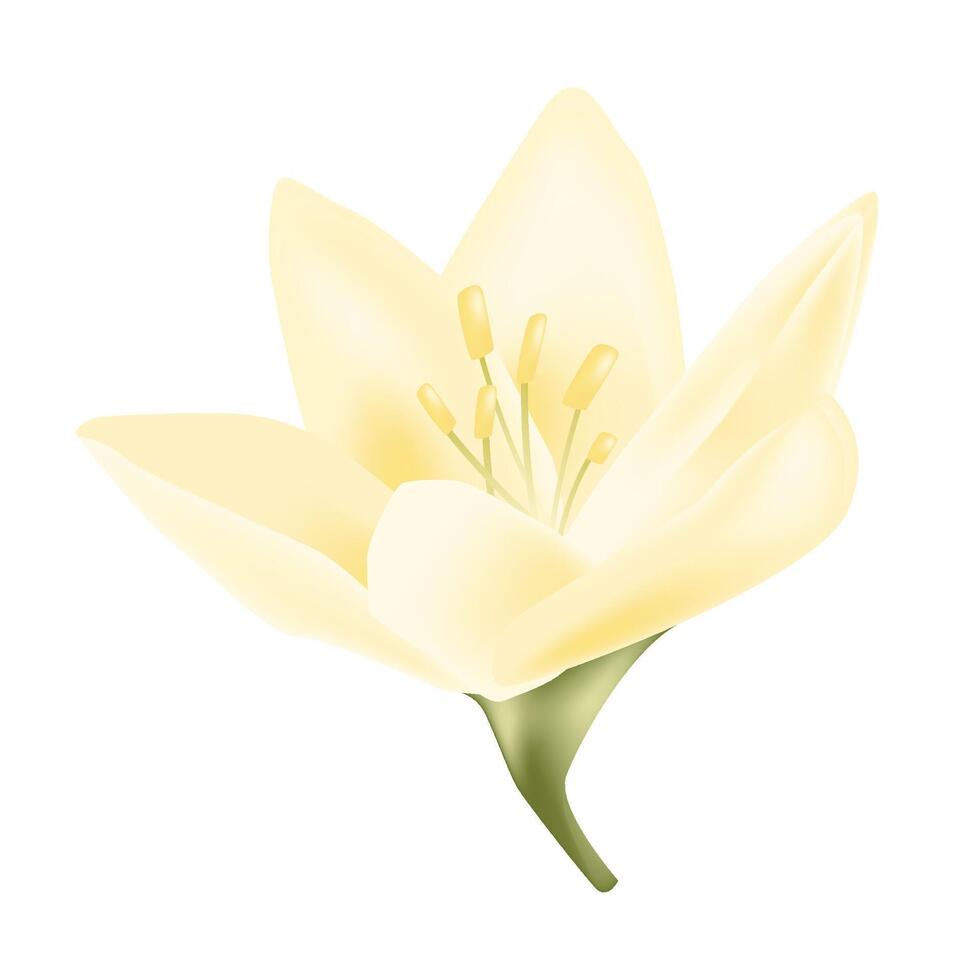 flower isolated on white background Realistic vector