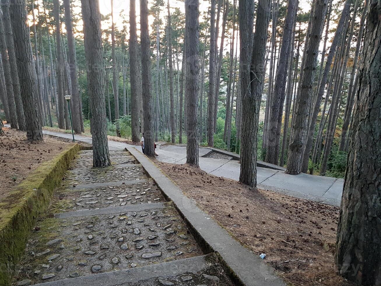 A tree that has grown in the middle of a staircase leading to the woods. photo