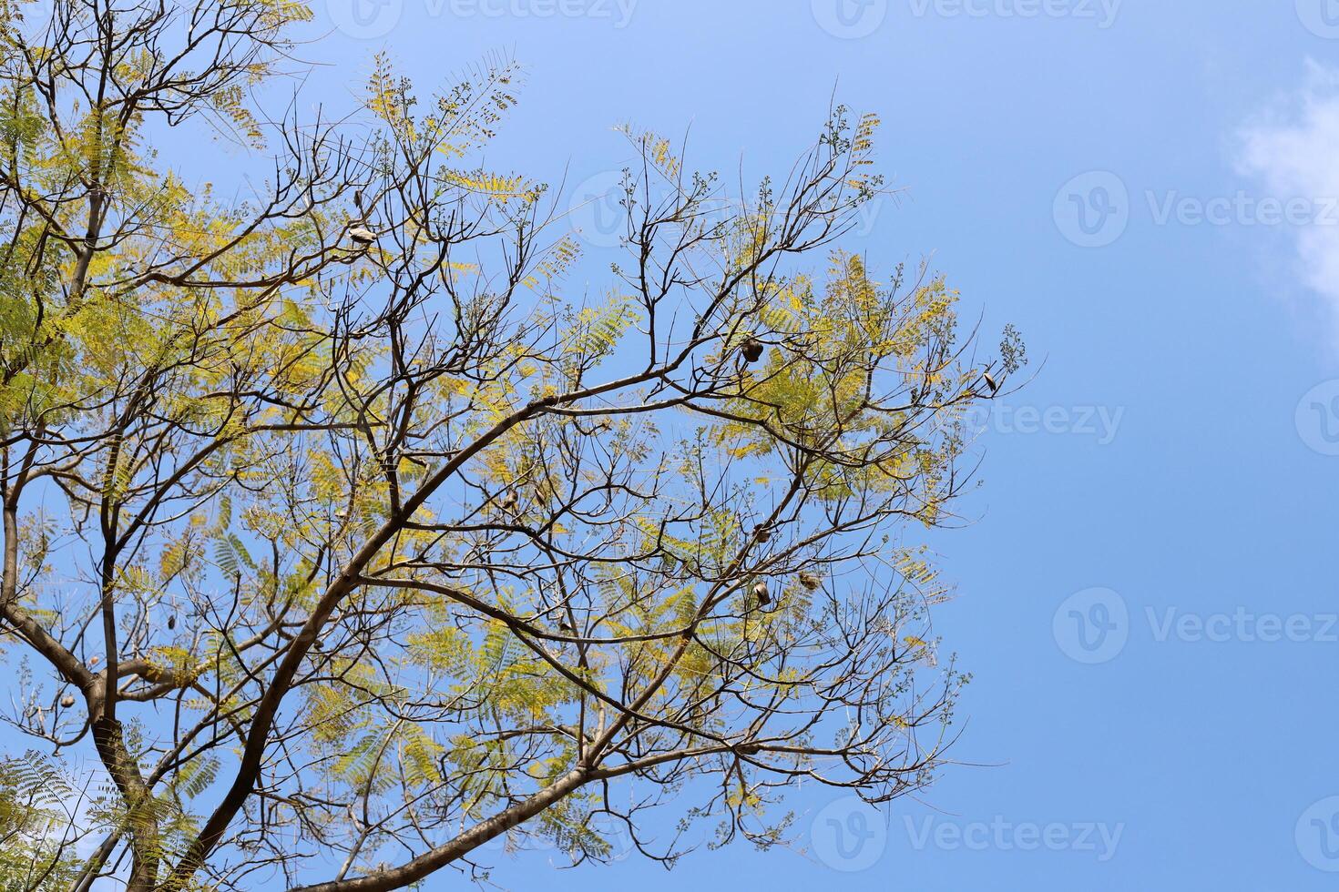 Branch of a tall tree against a background of blue sky. photo