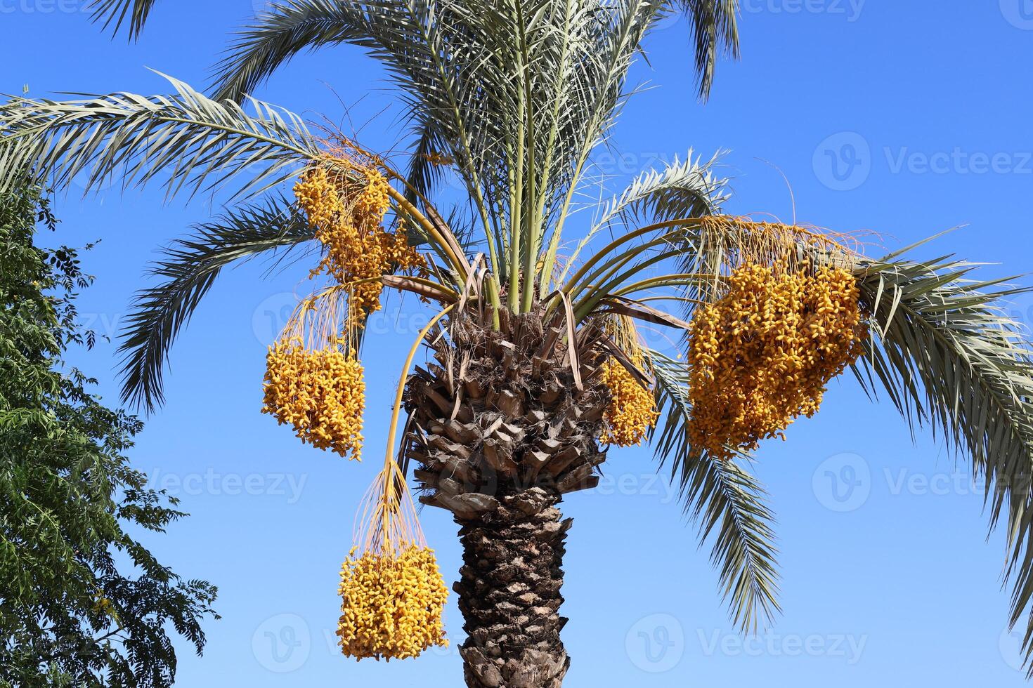 Dates are ripe on a tall palm tree in a city park. photo