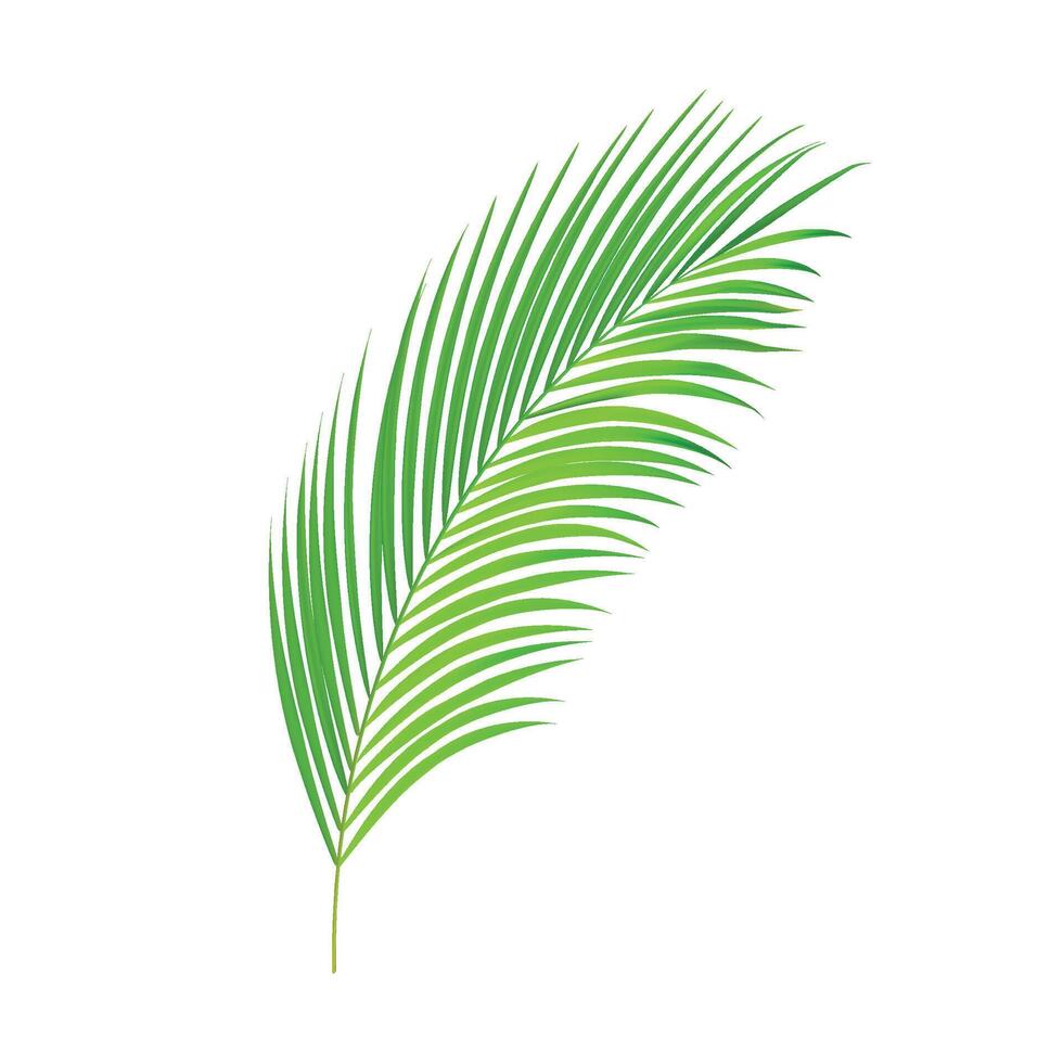 Abstract tropical leaves illustration on white background vector
