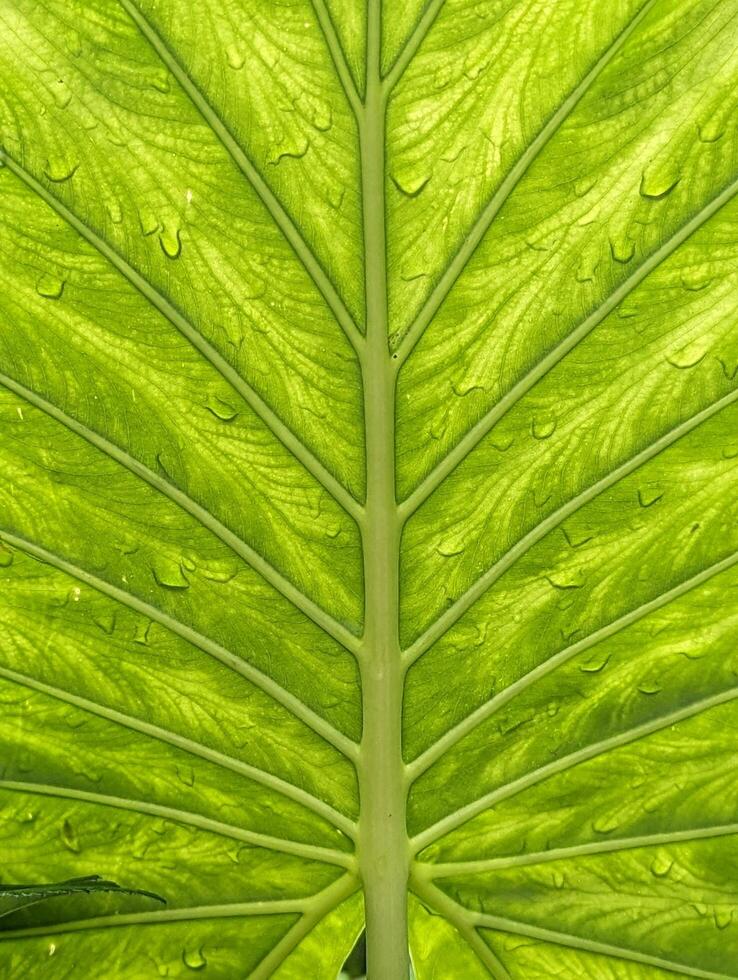 Alocasia odora, Giant elephant ear, green textured leaf, nature and plants background photo