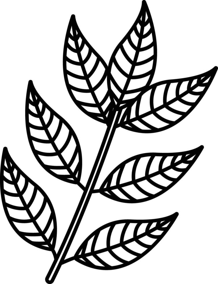Curry Leaf outline illustration vector