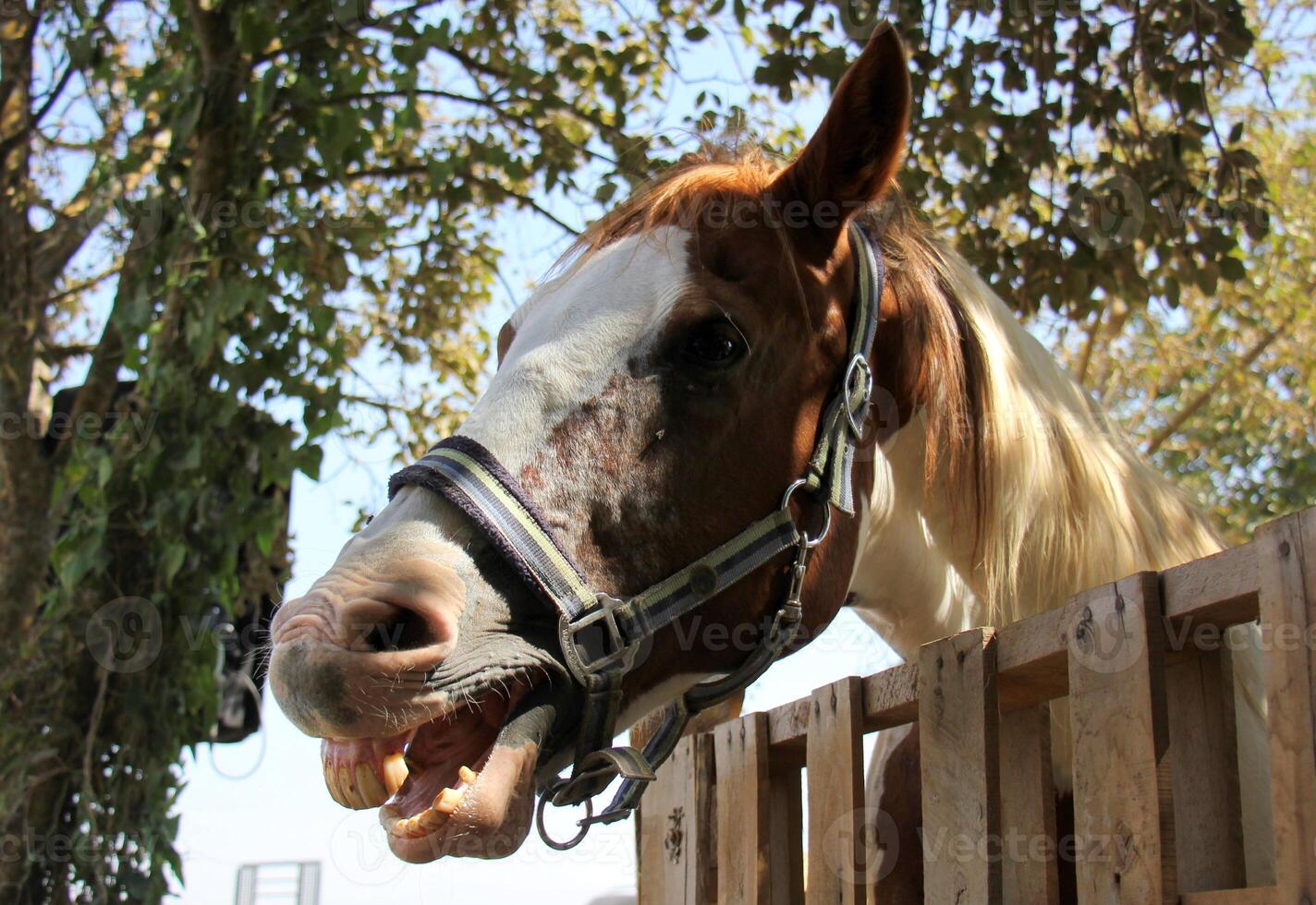 The horse is a domestic equid animal. photo