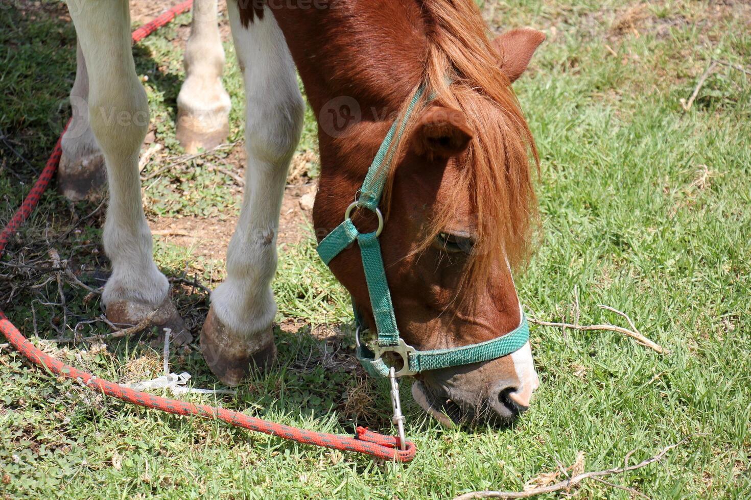 The horse is a domestic equid animal. photo