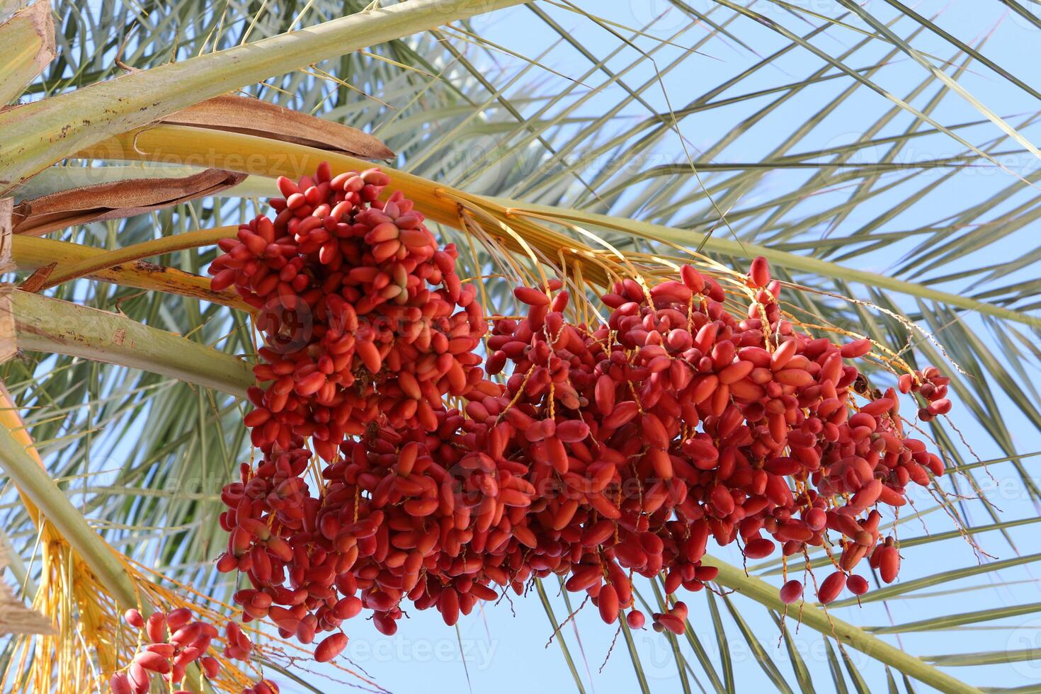 Dates are ripe on a tall palm tree in a city park. photo