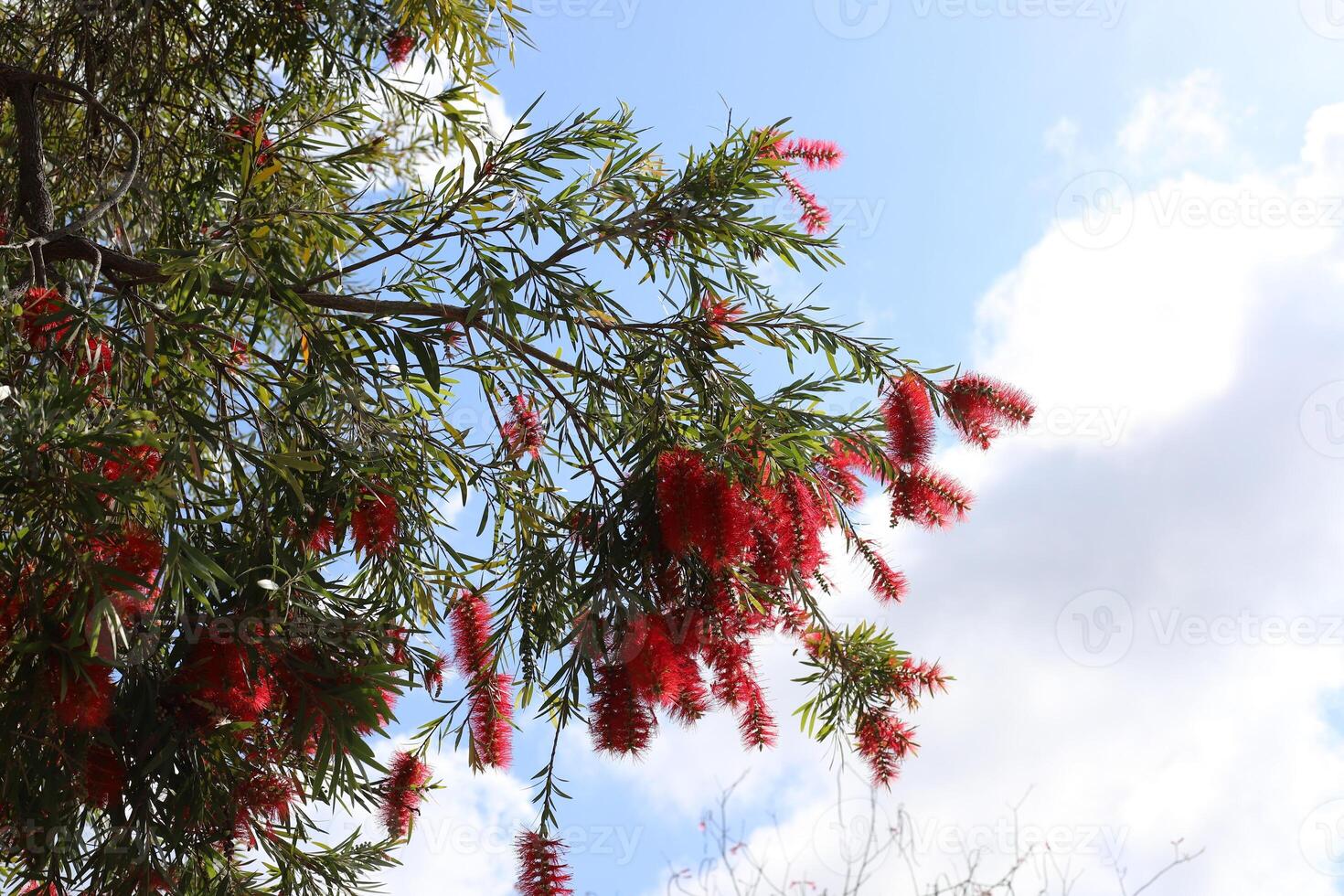 Branch of a tall tree against a background of blue sky. photo