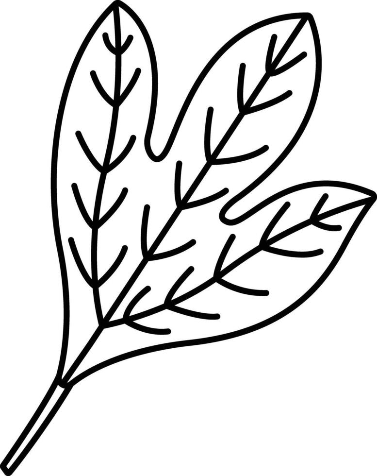 Sassafras Tree outline illustration vector