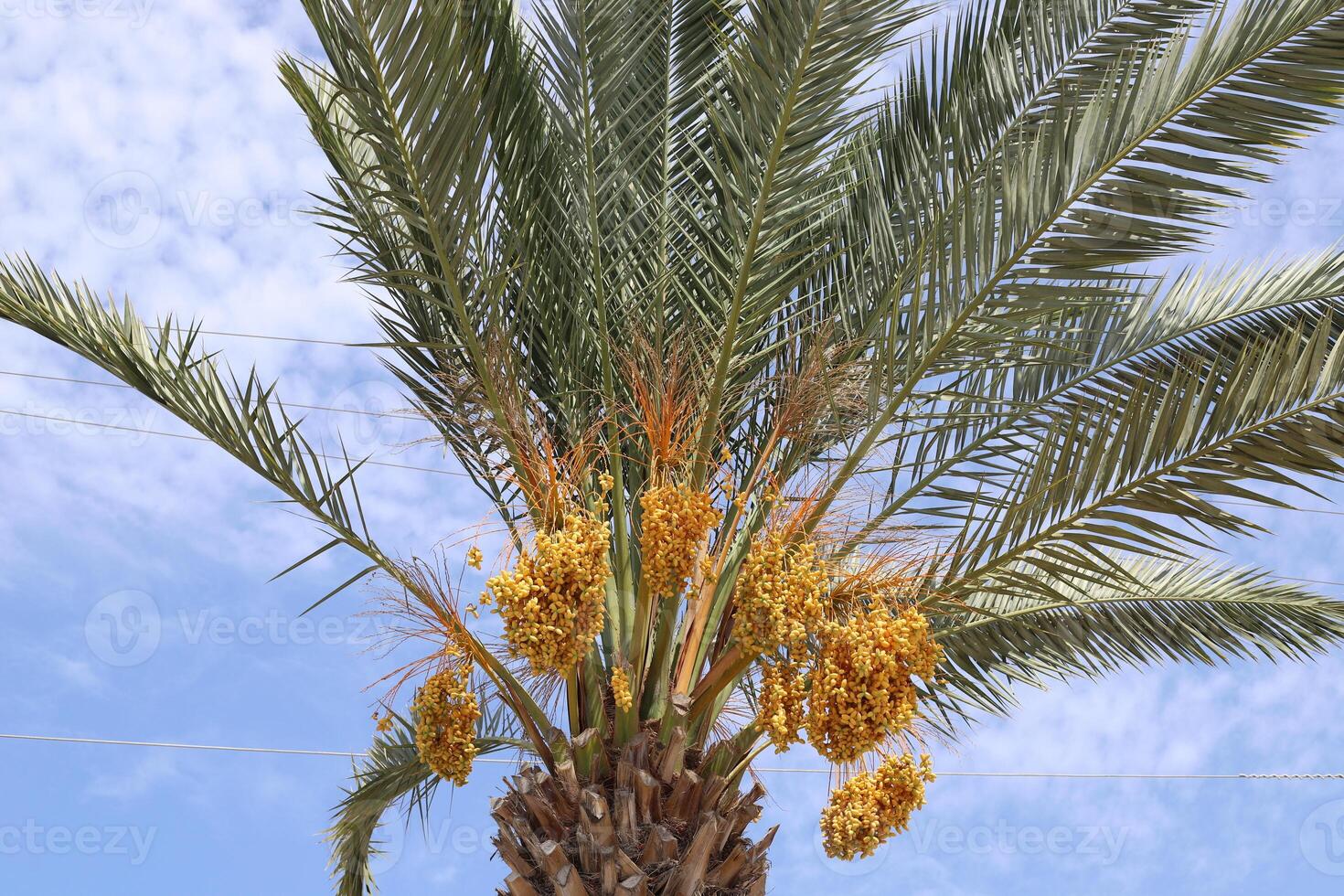 Dates are ripe on a tall palm tree in a city park. photo