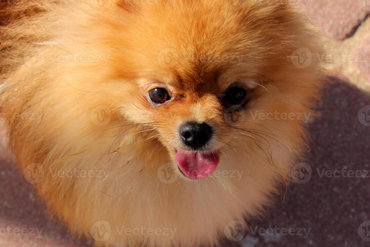 A dog on a walk in a city park. photo