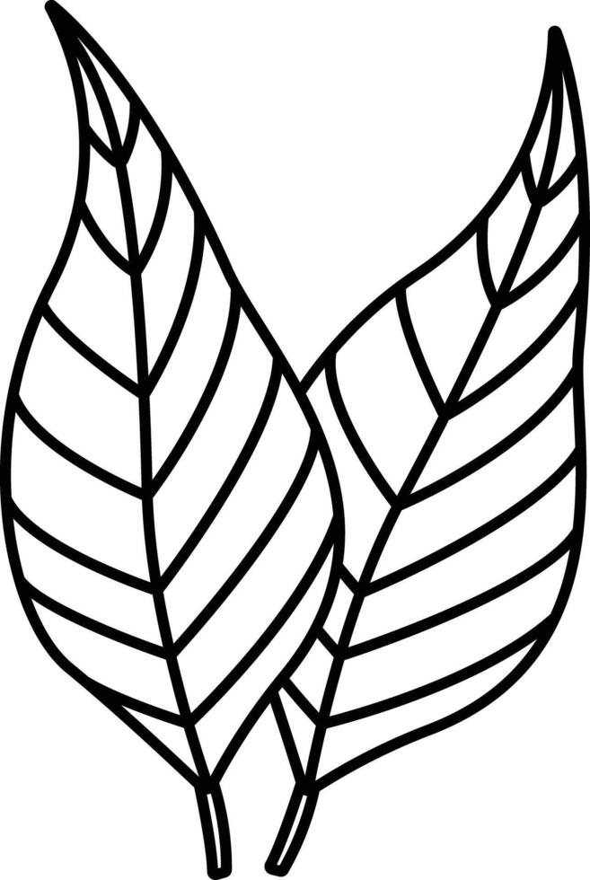 Eucaliptus Leaf outline illustration vector