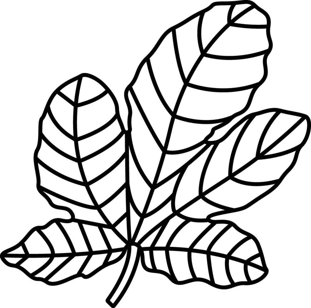 Fig Leaf outline illustration vector