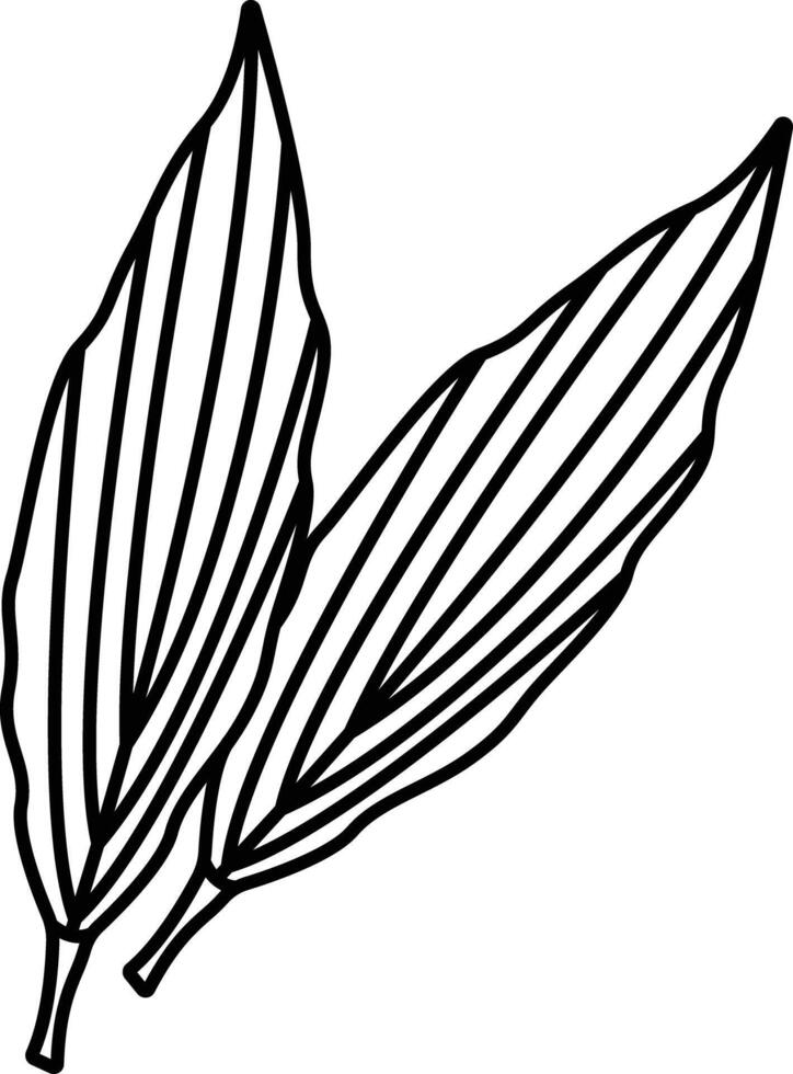 Aspidistra Leaf outline illustration vector
