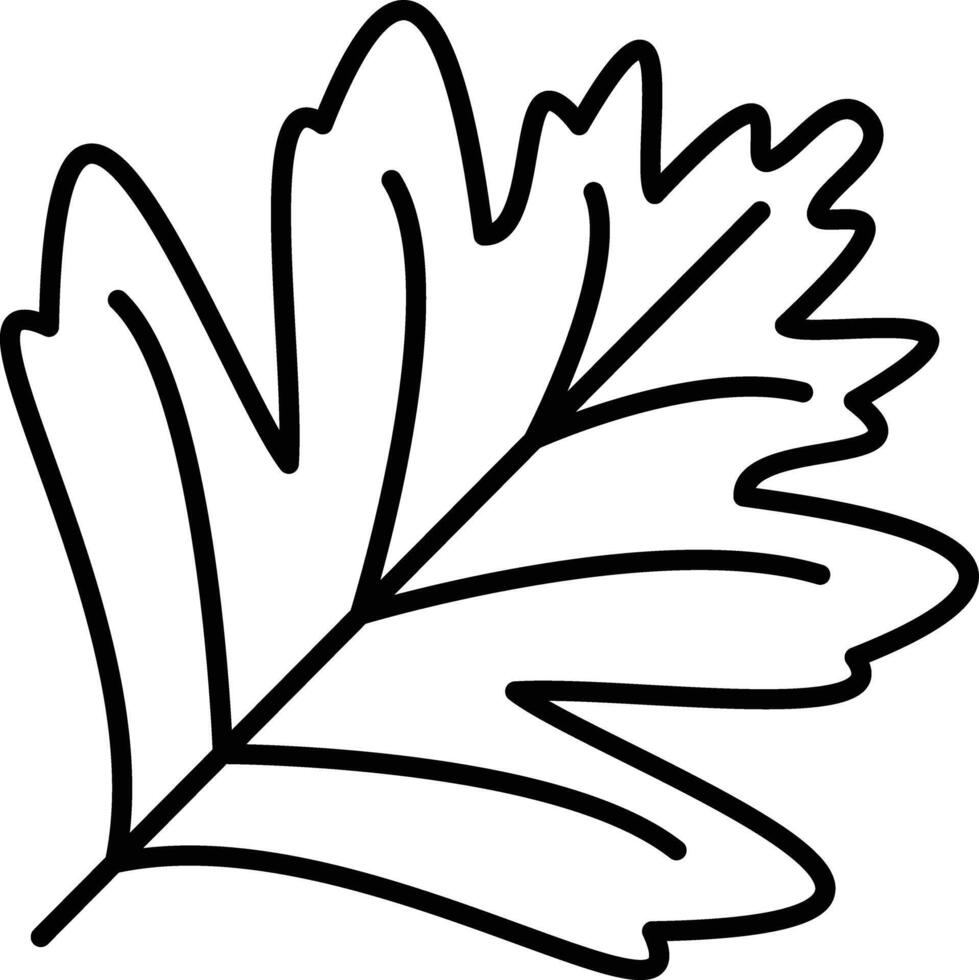 Hawthorn Leaf outline illustration vector