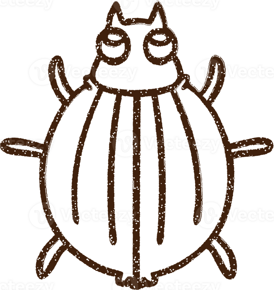 Beetle Charcoal Drawing png