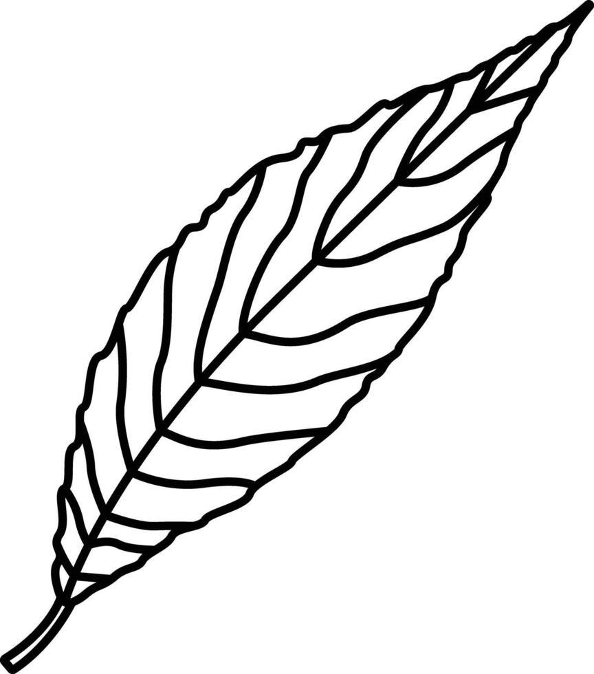 Willow Leaf outline illustration vector