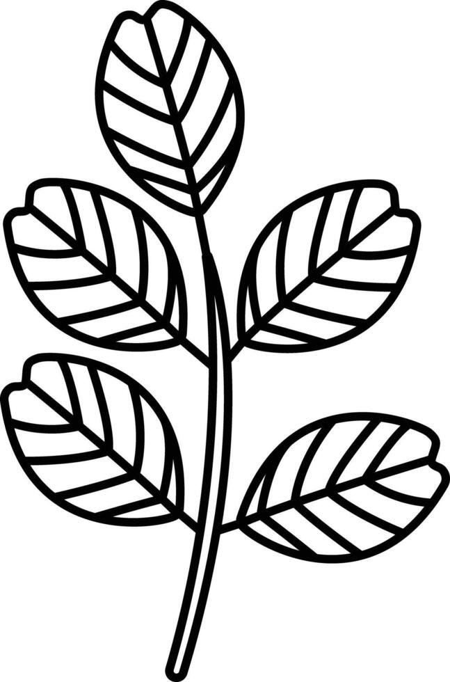 black locust Leaf outline illustration vector
