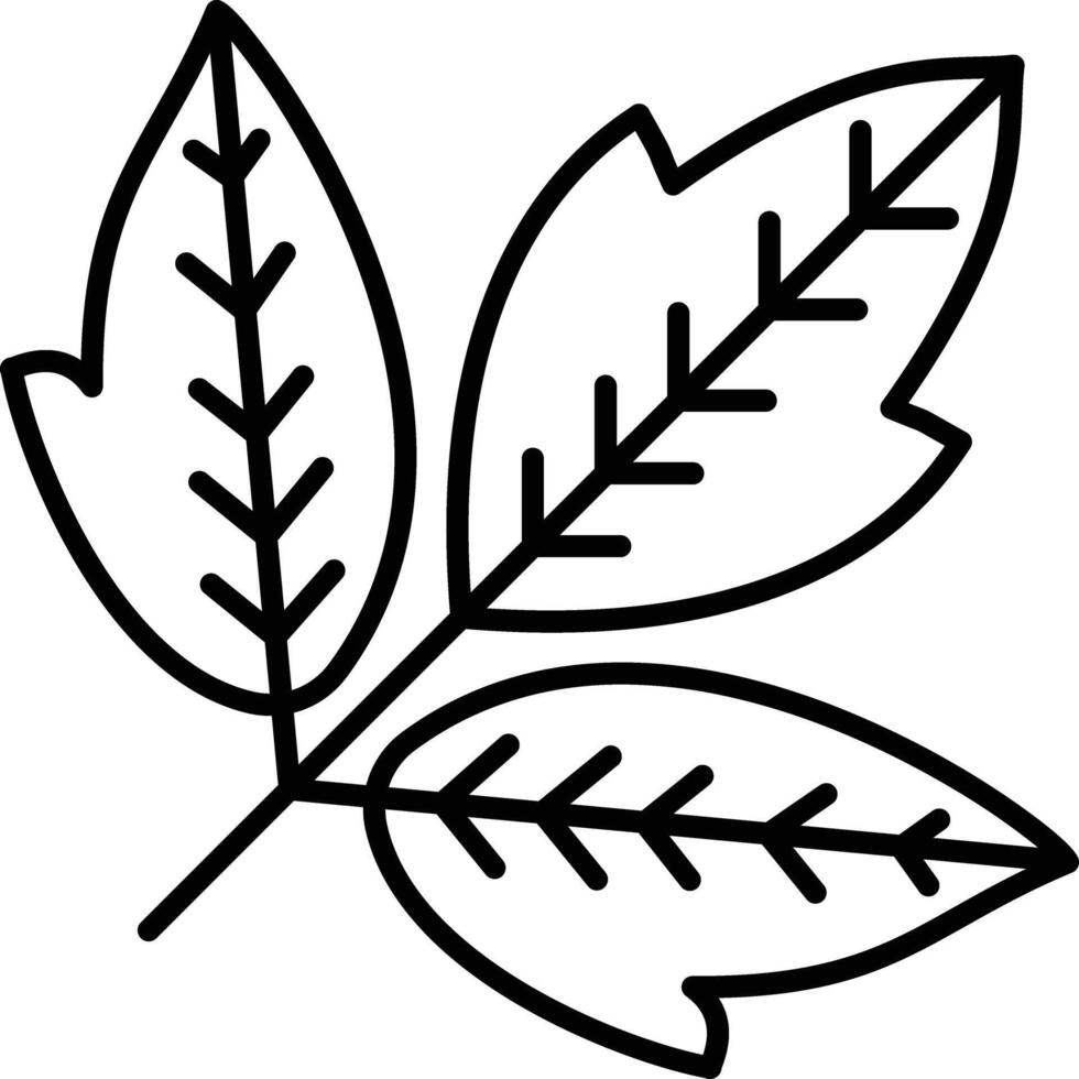 Box elder Leaf outline illustration vector