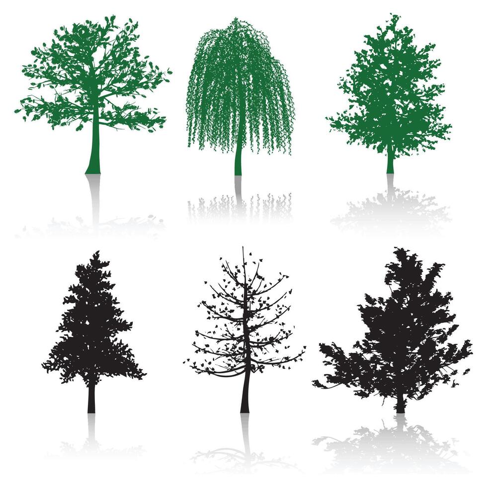 Gum trees, isolated on white background. vector