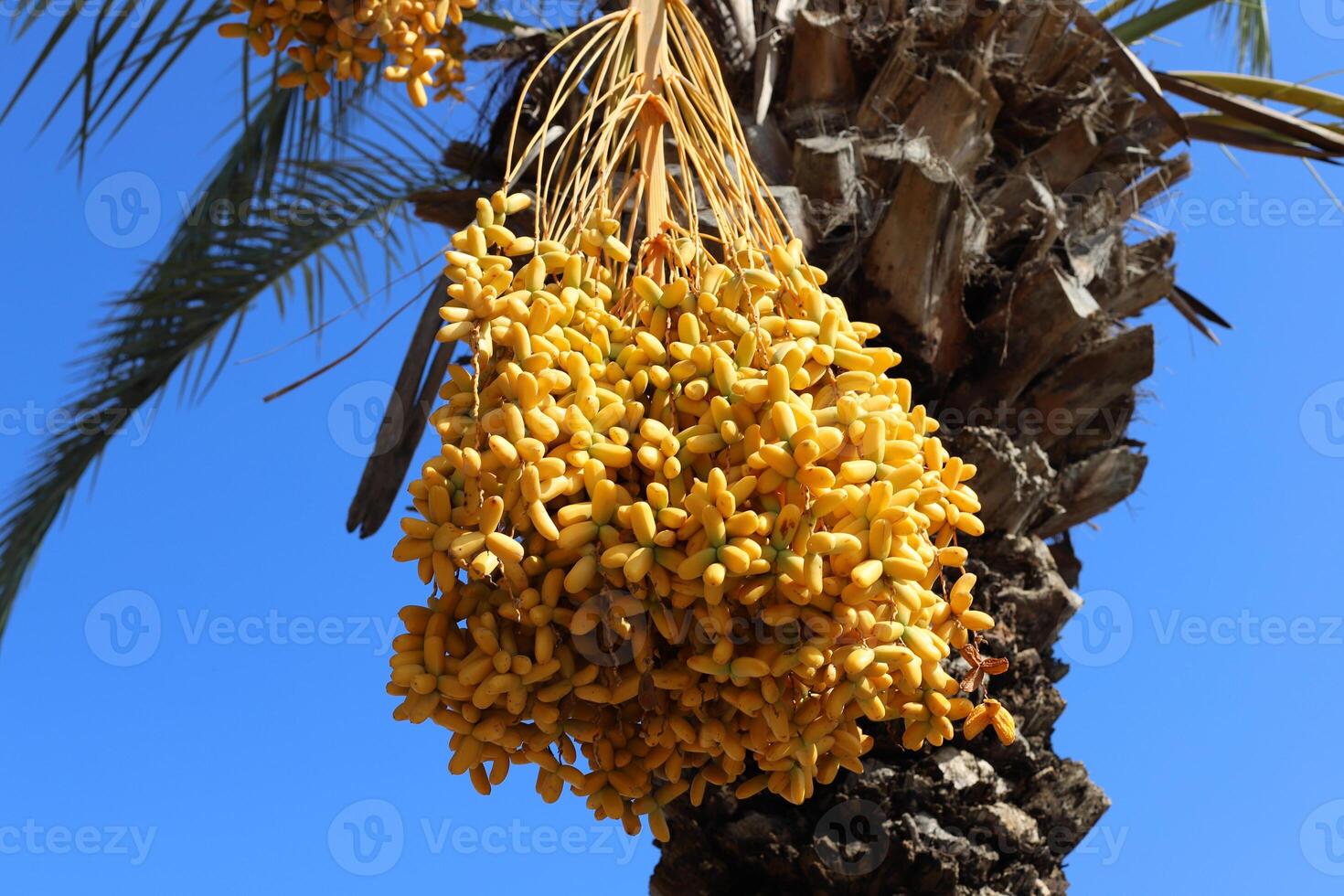 Dates are ripe on a tall palm tree in a city park. photo