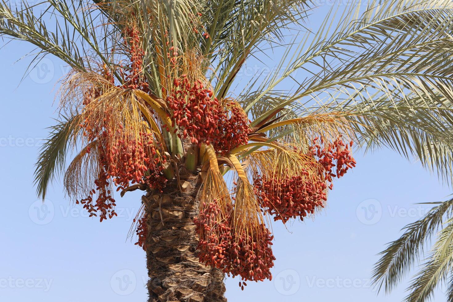 Dates are ripe on a tall palm tree in a city park. photo