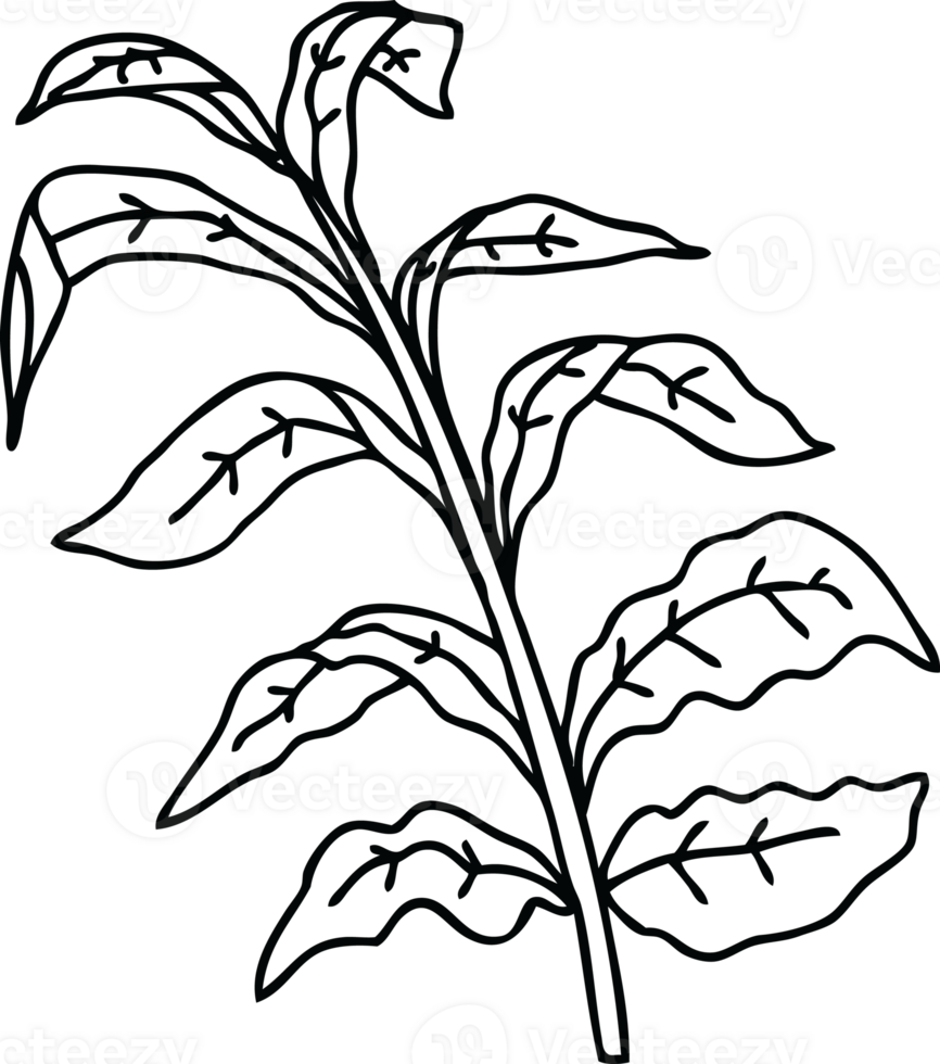 line drawing quirky cartoon vine leaves png