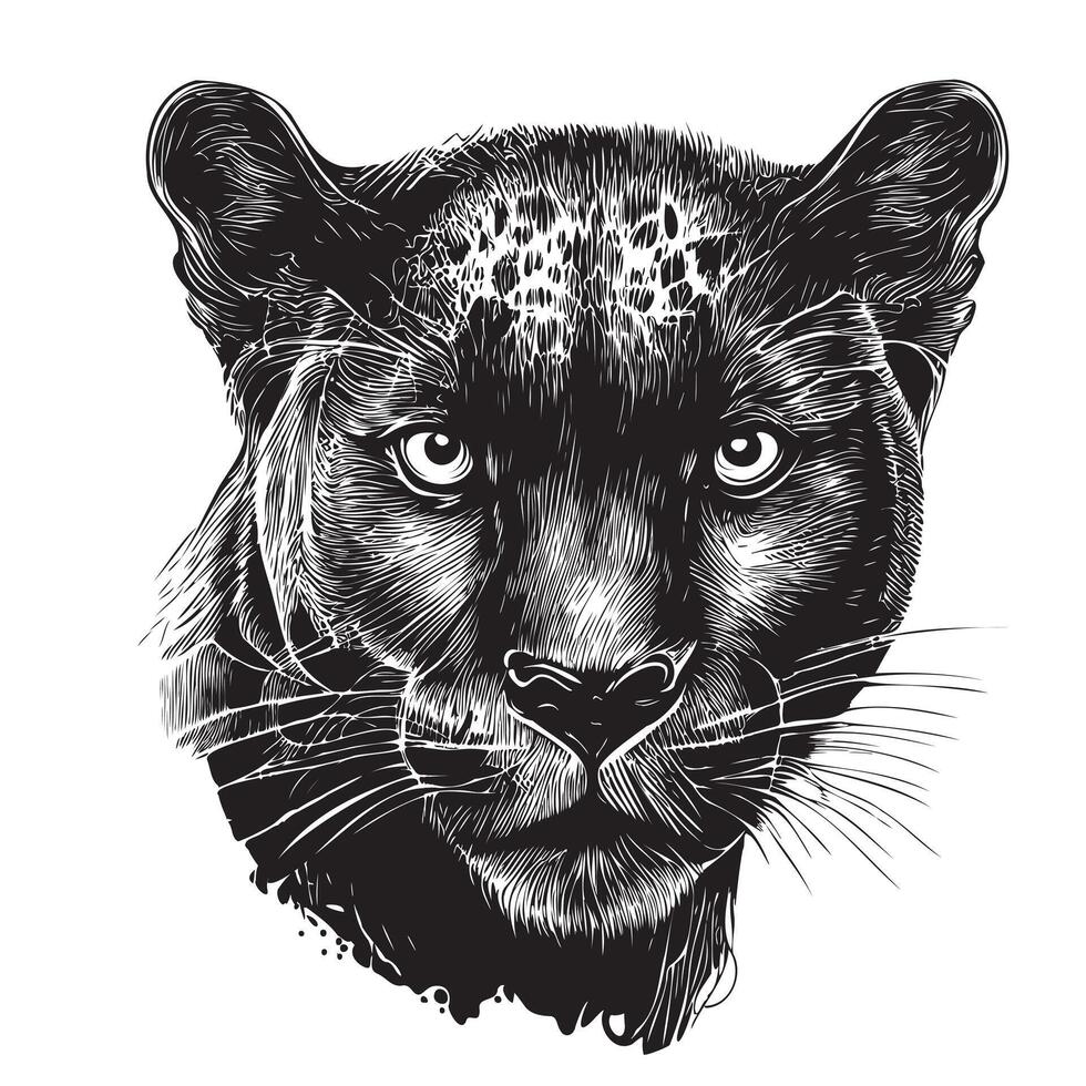Panther head sketch hand drawn sketch Wild animals illustration vector