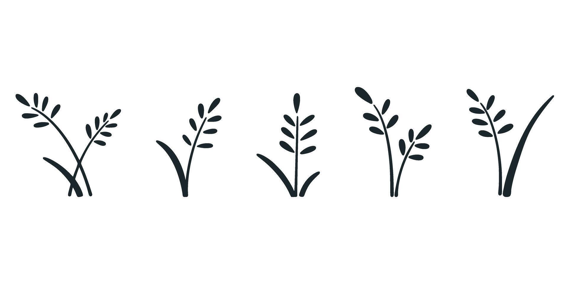 Set of wheat, rice, barley, oat ears icon vector