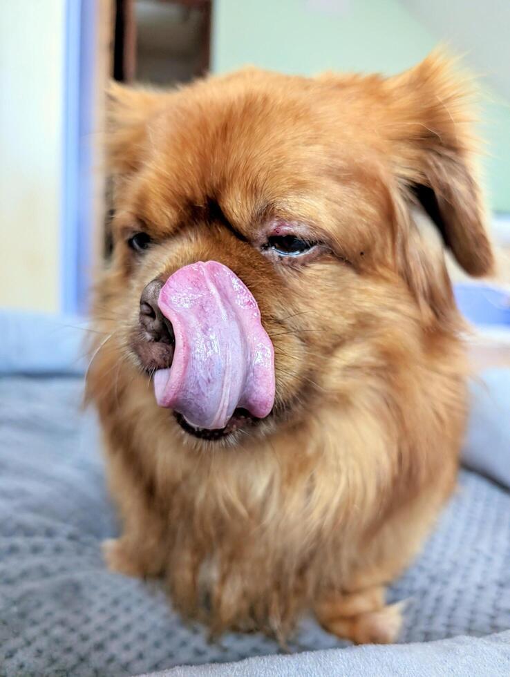 closeup portrait of cute funny little brown dog with his tongue out, pets and animals background, wallpaper photo