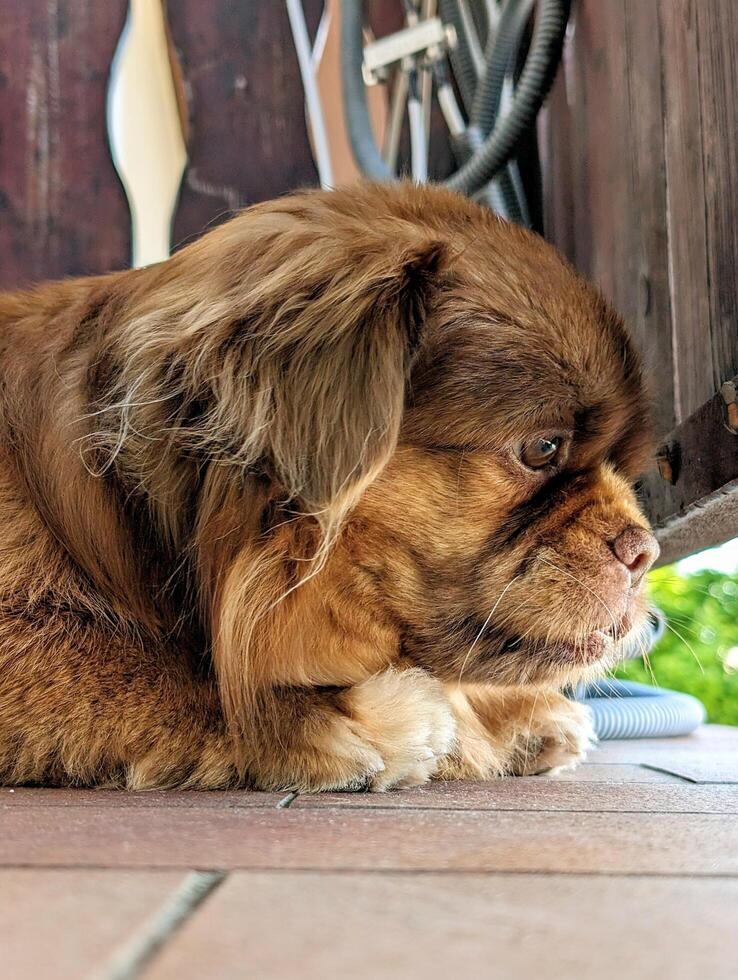 Portrait of cute little brown dog laying on the terrace photo