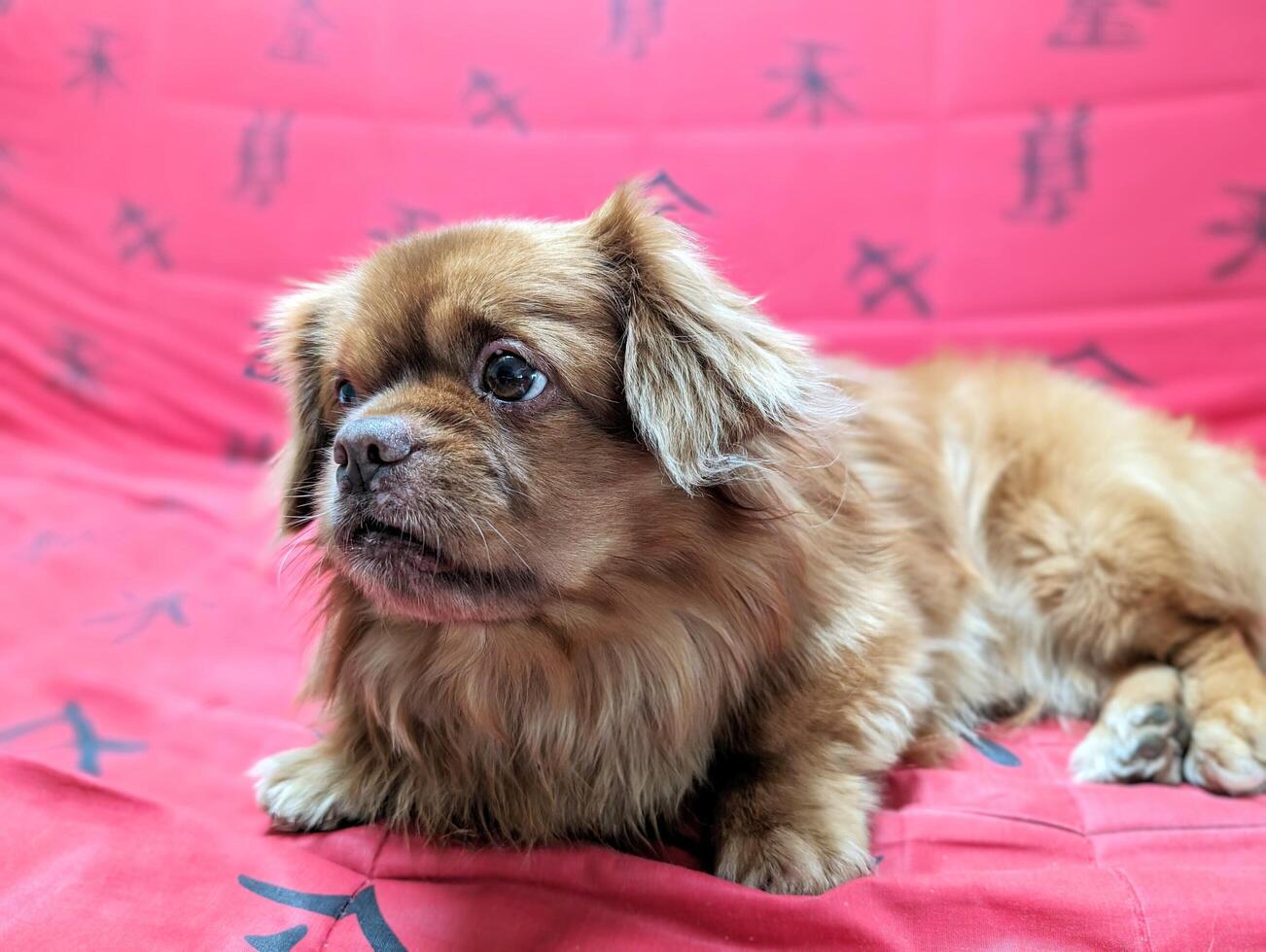 Portrait of cute little brown dog isolated on red background, pets and animals wallpaper photo