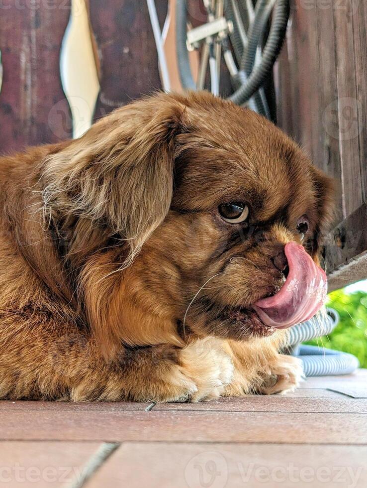 Portrait of cute little brown dog laying on the terrace photo