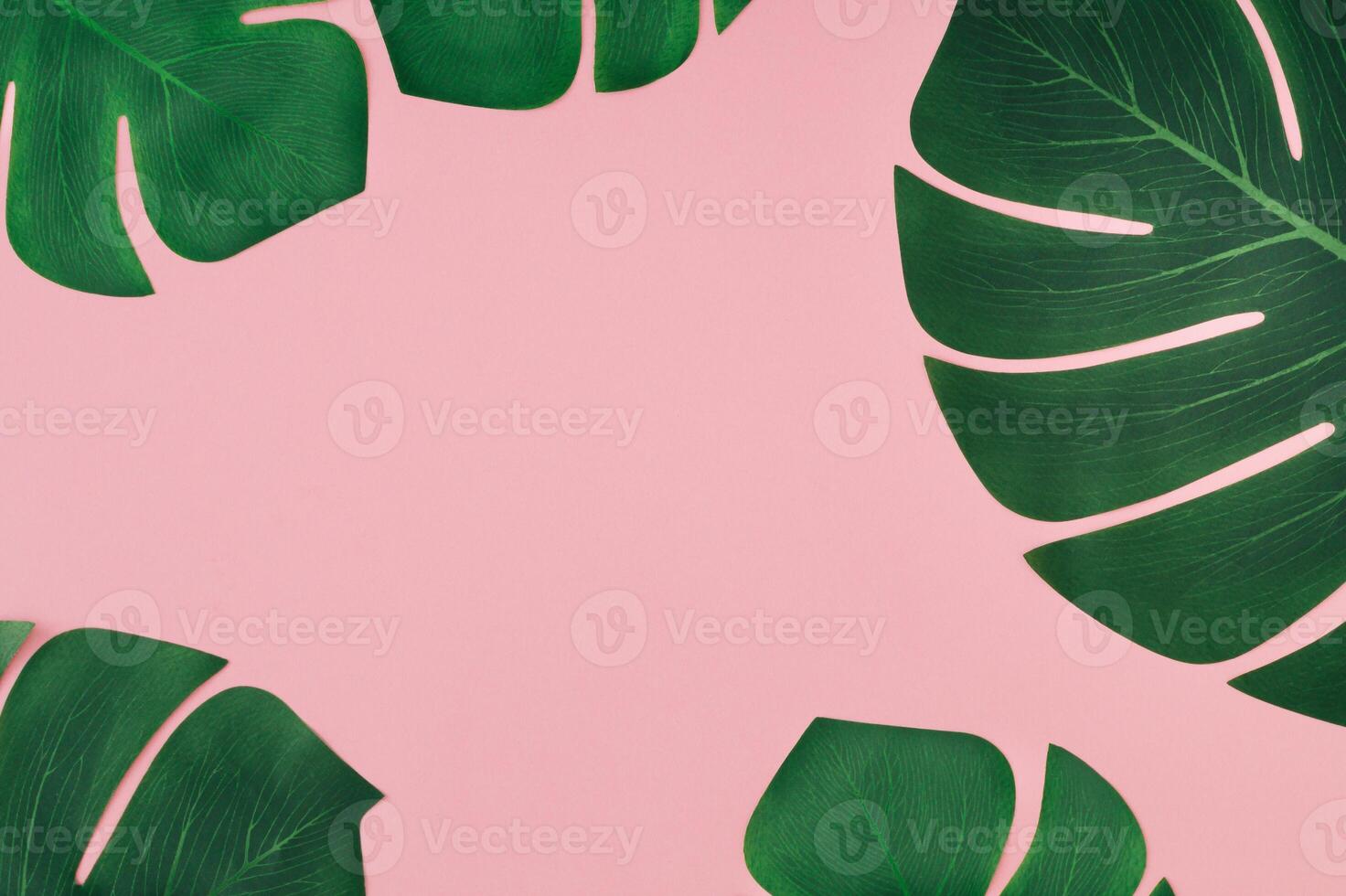 Tropical monstera leaves on pink background with creative copy space. Minimal nature summer concept. Trendy exotic green leaves layout. Flat lay, top of view. photo