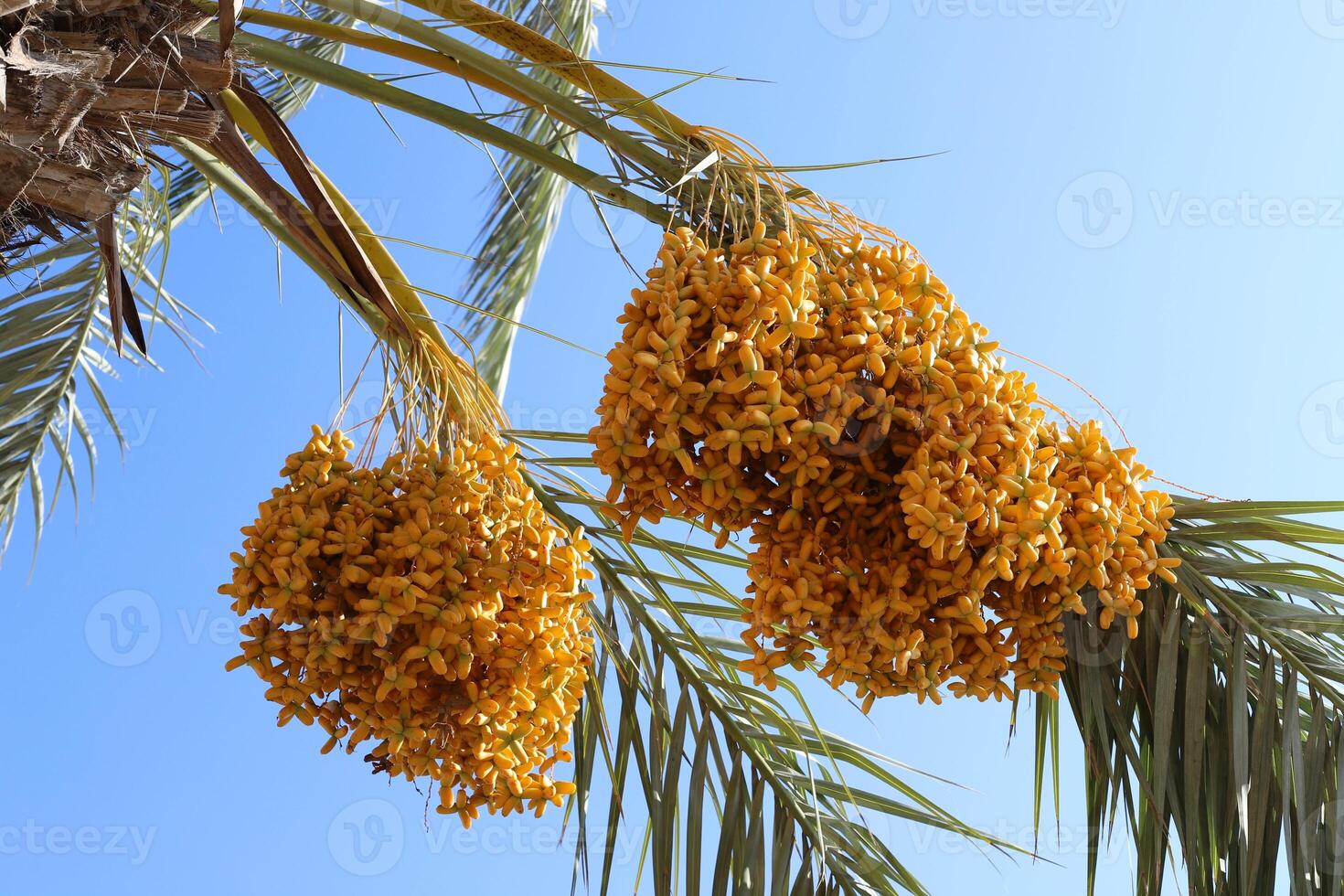 Dates are ripe on a tall palm tree in a city park. photo