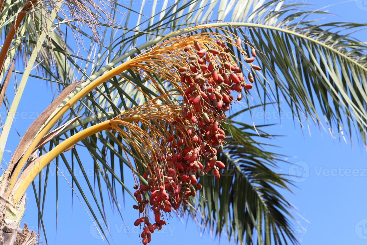 Dates are ripe on a tall palm tree in a city park. photo