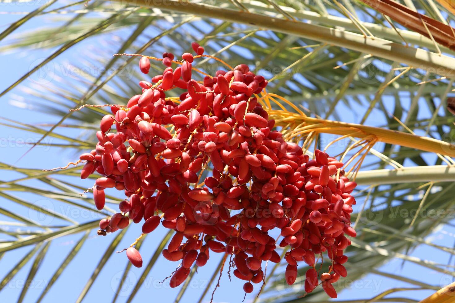 Dates are ripe on a tall palm tree in a city park. photo