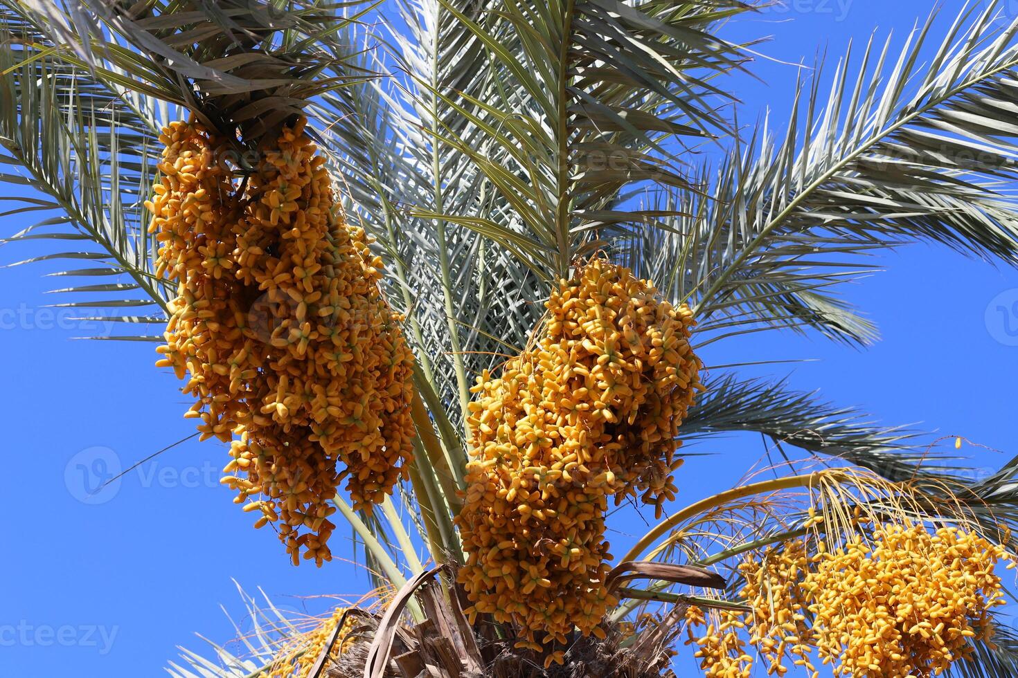 Dates are ripe on a tall palm tree in a city park. photo