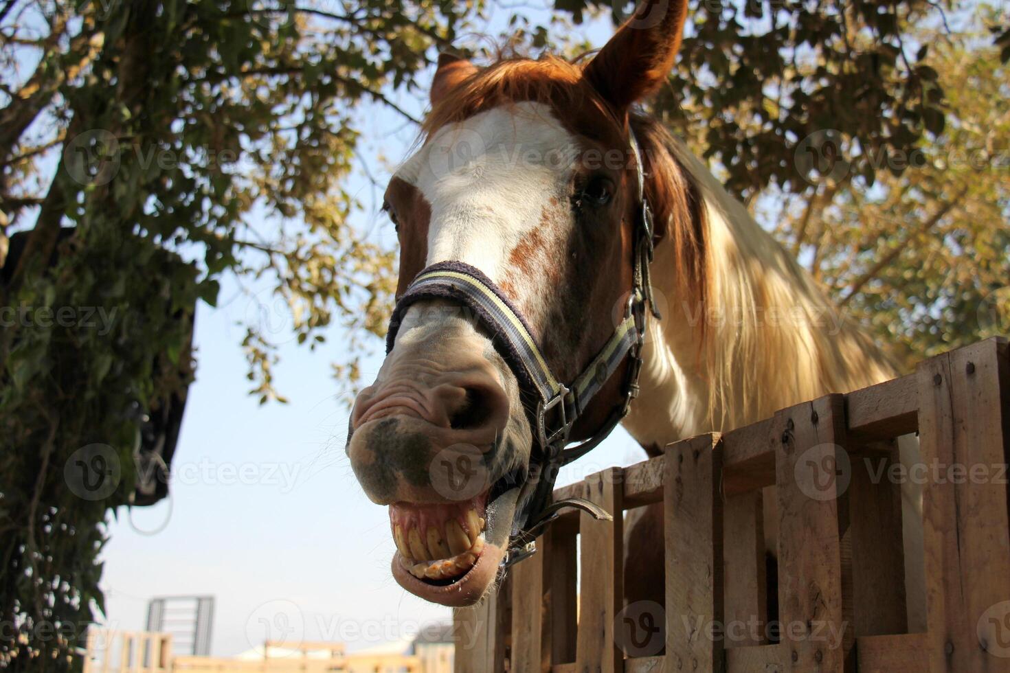 The horse is a domestic equid animal. photo