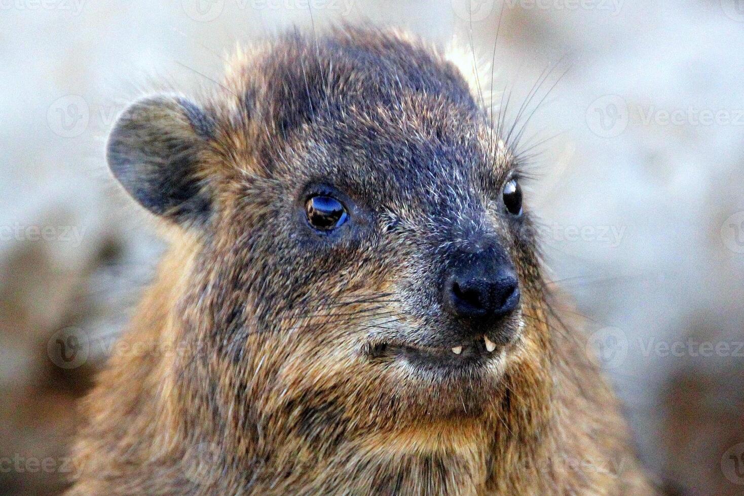 The hyrax lies on hot stones heated by the sun. photo
